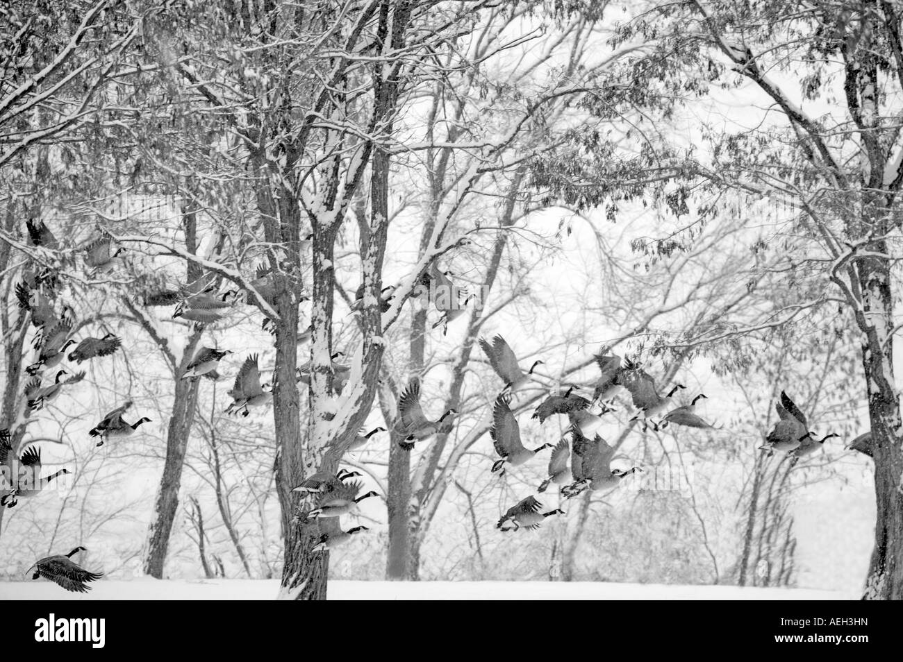 Des Oies décollant dans la neige Farwell Bend Oregon State Park Banque D'Images