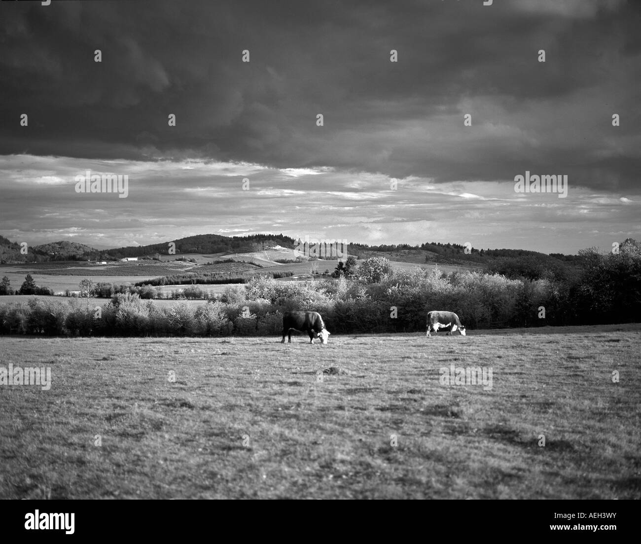 La vache et les bovins en pâturage près de bull Oregon alpin Banque D'Images