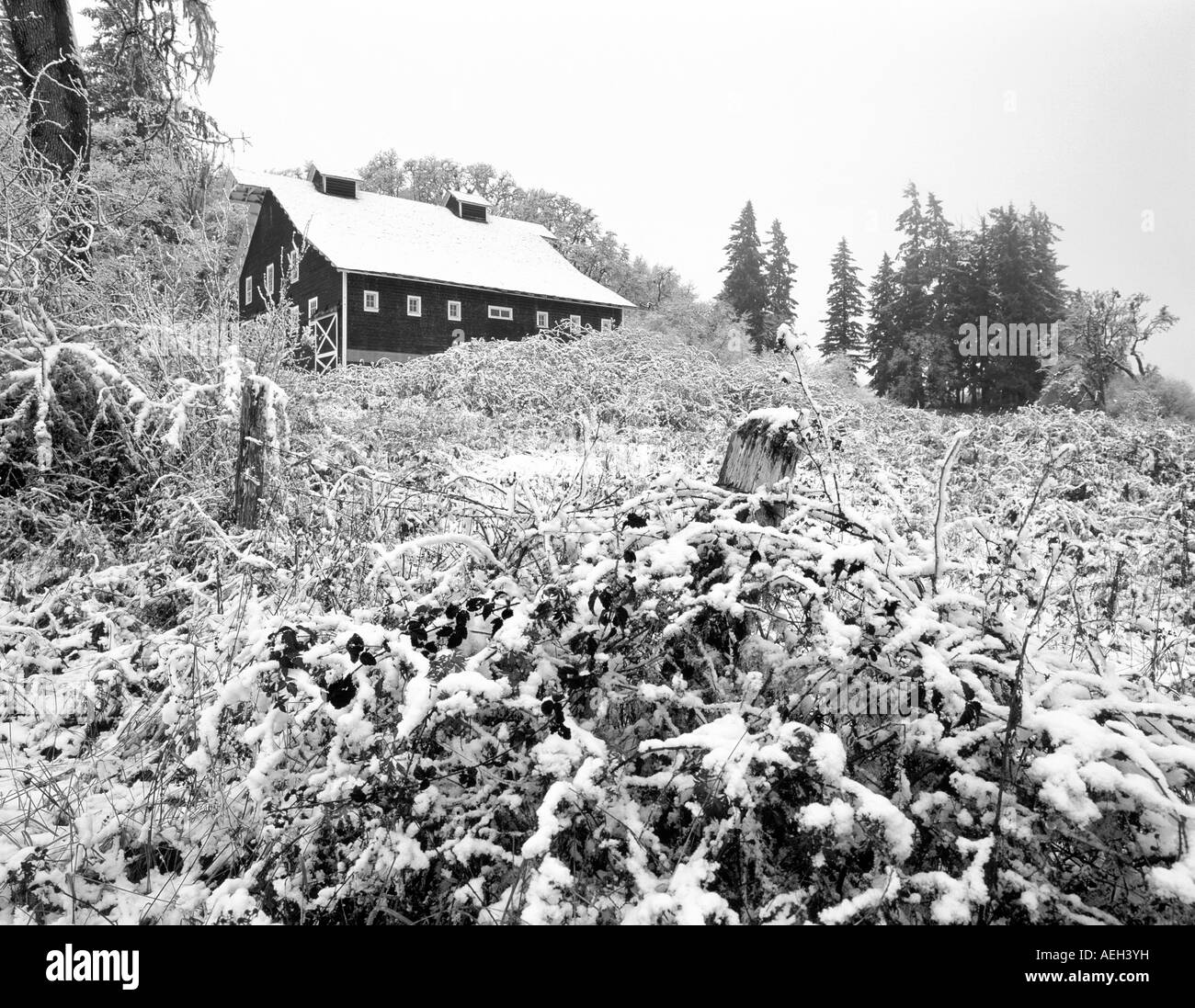 F00130M Grange tiff et neige blackberrry buissons dans la couleur de l'automne Finley Wildlife Refuge Oregon Banque D'Images