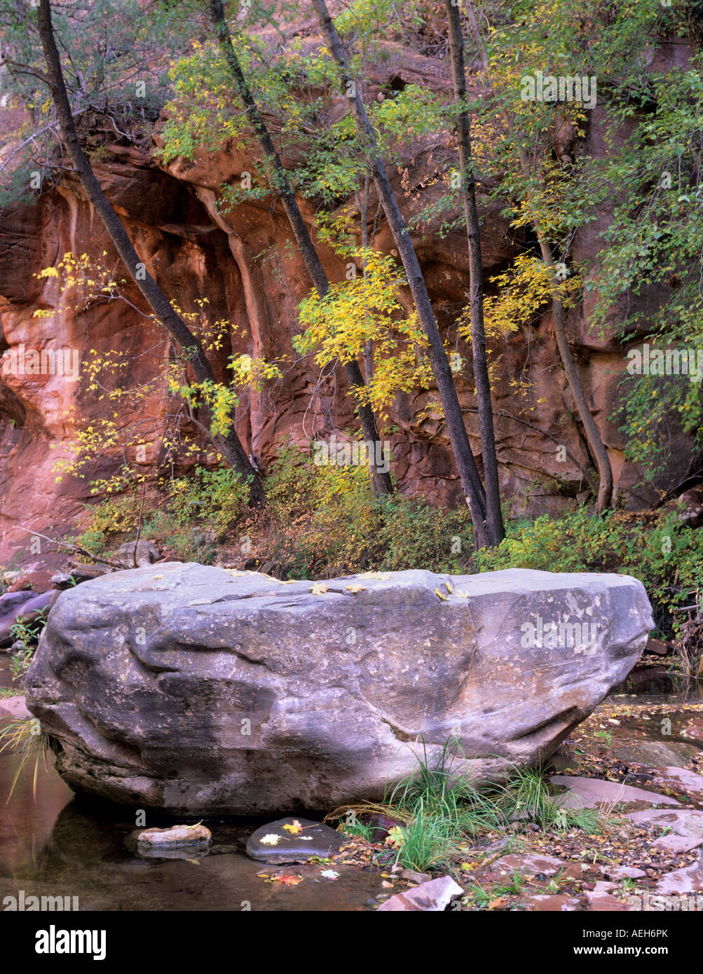 Dans l'érable Box Elder couleur automne West Fork Oak Creek Red Rock Secret Mountain Wilderness Arizona Banque D'Images