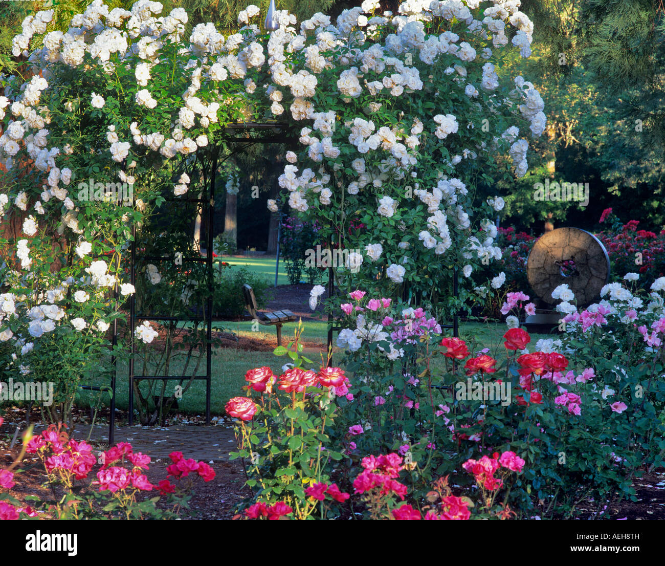 Rose Trellis à Rose Garden Parc Avery Corvallis Oregon Banque D'Images