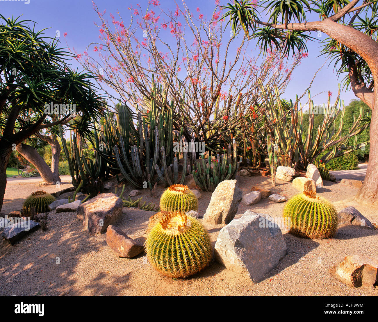 Jardins de cactus montrant une variété de plantes du désert le Balboa Park, San Diego, Californie Banque D'Images