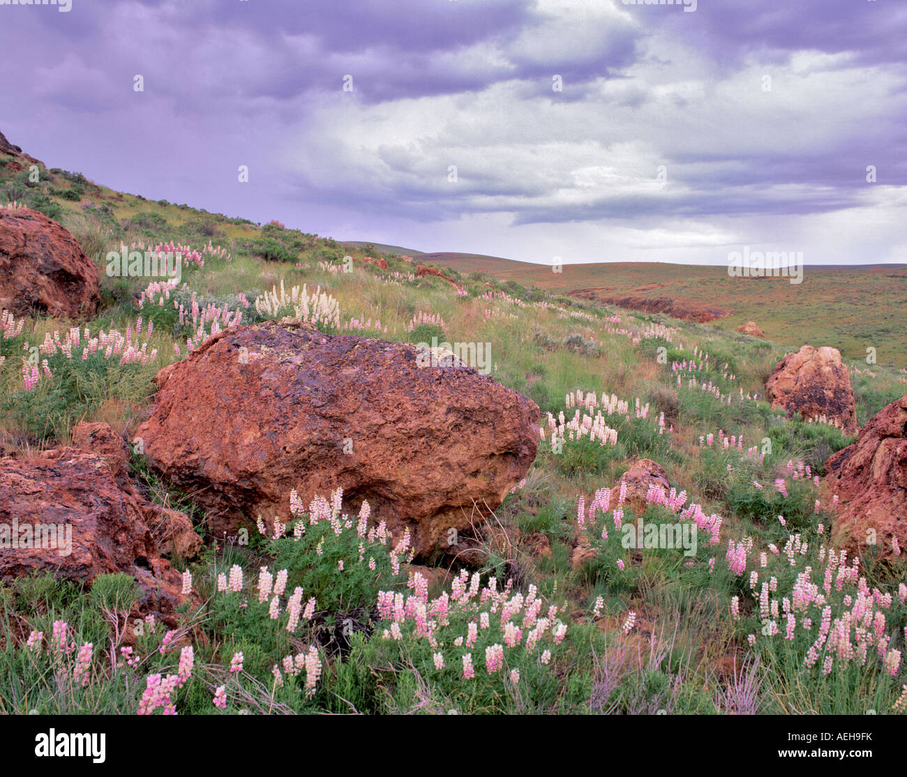 Lupin et des rochers près de Leslie Gulch Oregon Banque D'Images