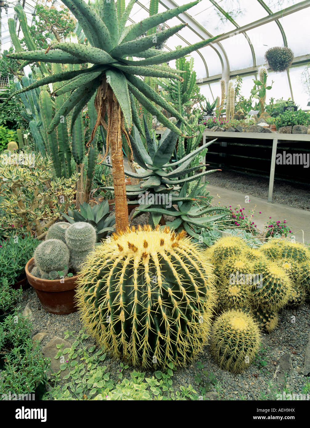 Cactus dans Gaiser serre véranda Parc Manito Spokane Washington Banque D'Images