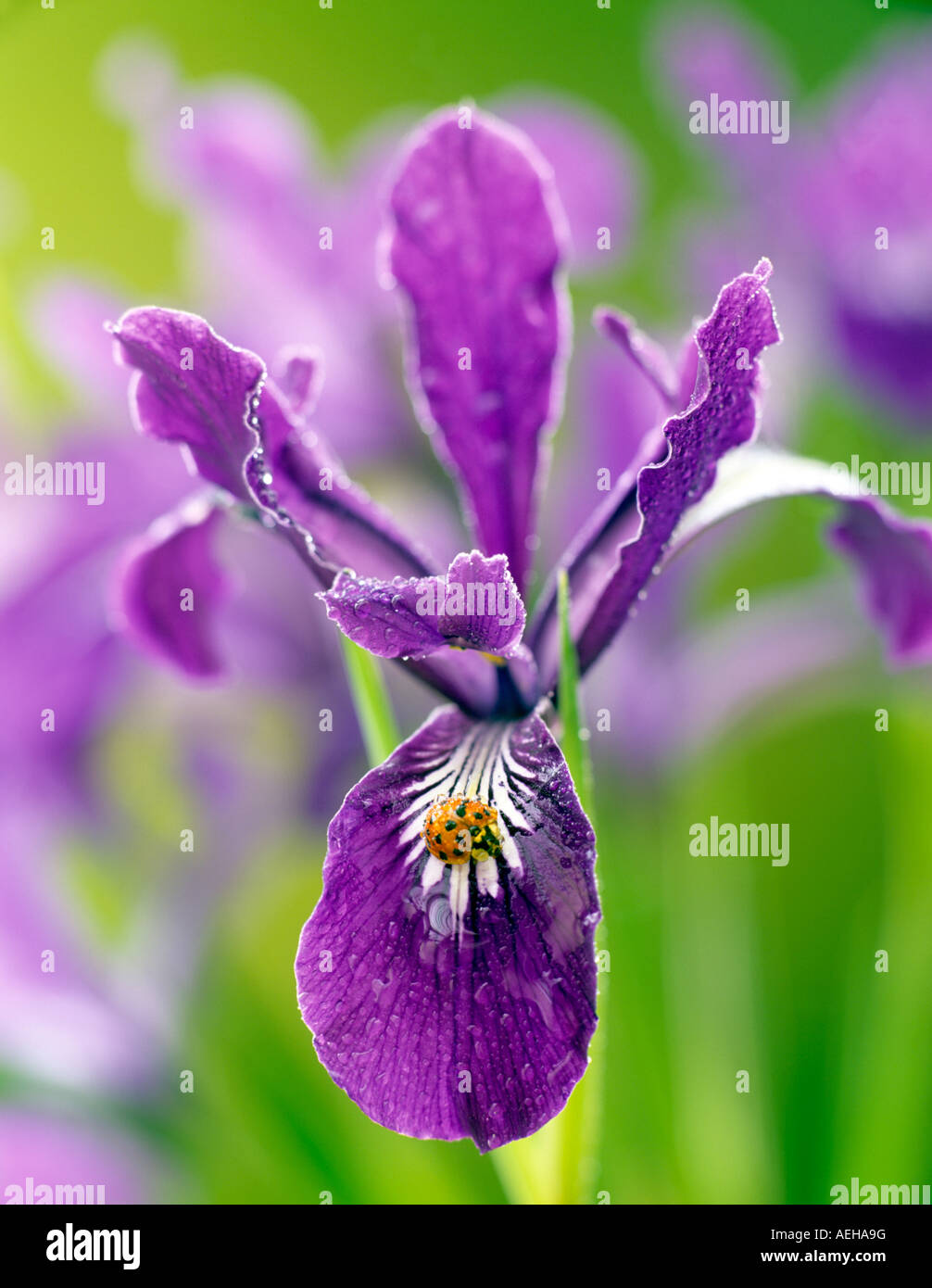 Wild Iris Iris tenax avec lagy bug et la rosée près de Dunroamin Oregon Banque D'Images