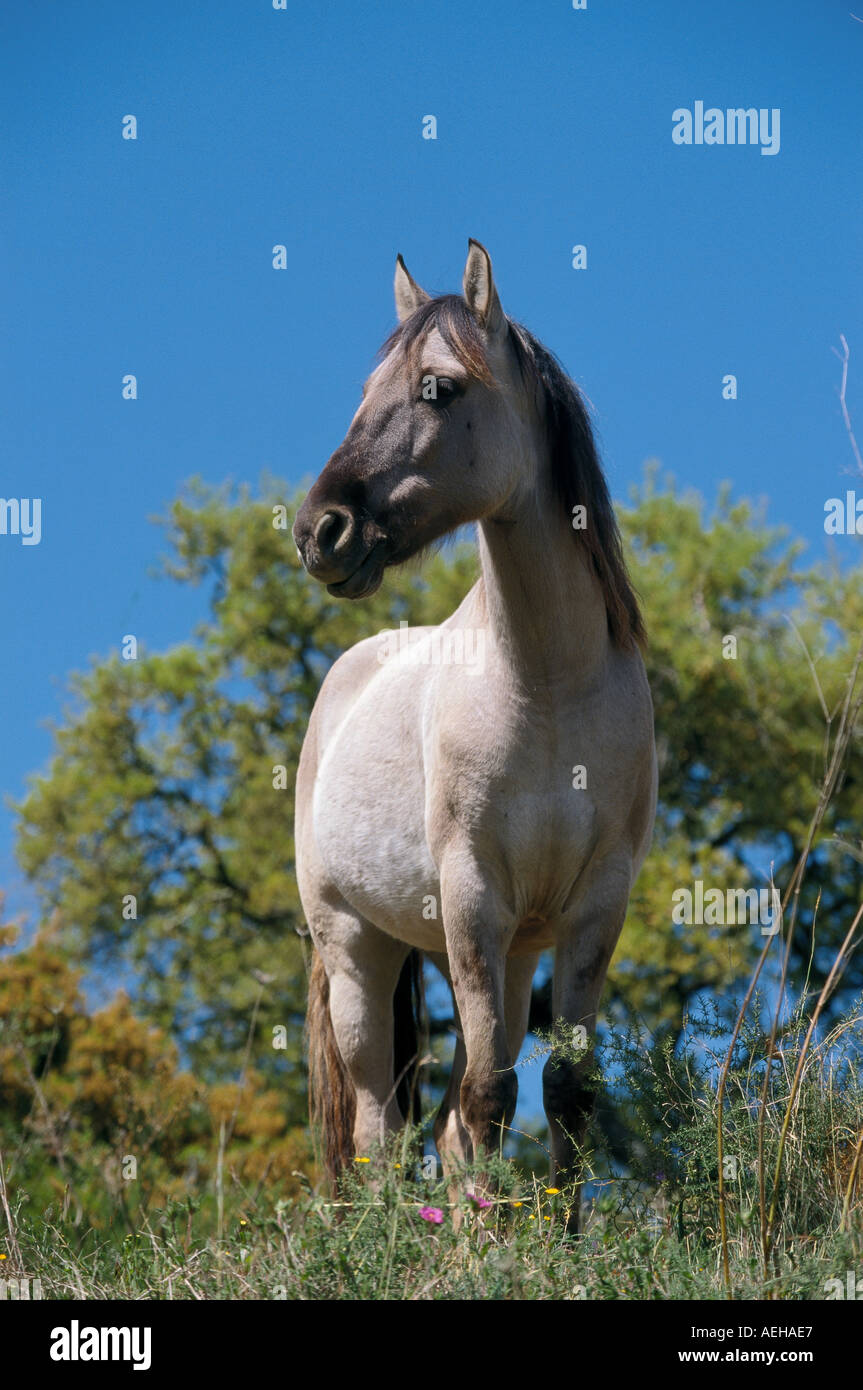 Cheval Sorraia - standing on meadow Banque D'Images