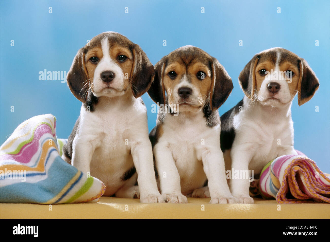 Trois chiots beagle Banque D'Images