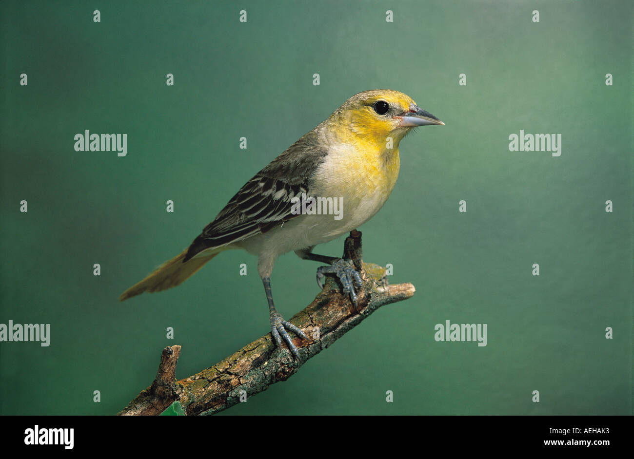 Oriole de Bullock Banque D'Images