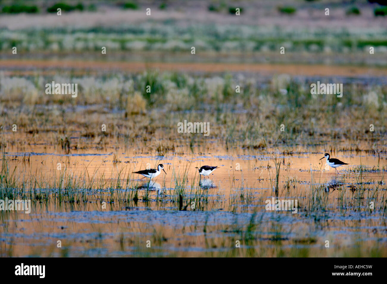 Black necked Stilt Mann Lake Michigan Banque D'Images