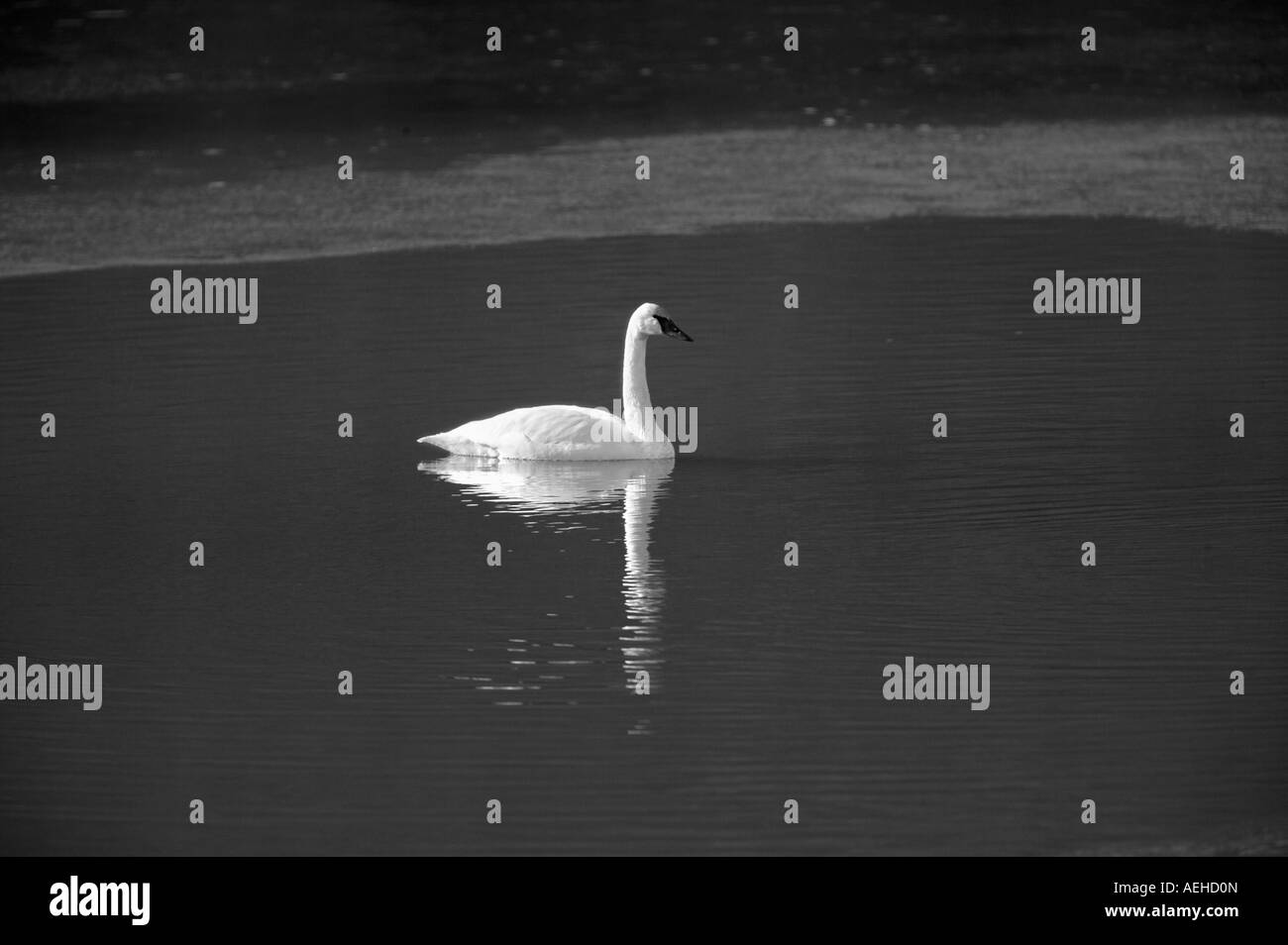 Cygne trompette (Cygnus buccinator) adultes dans Owhyee River Oregon Banque D'Images