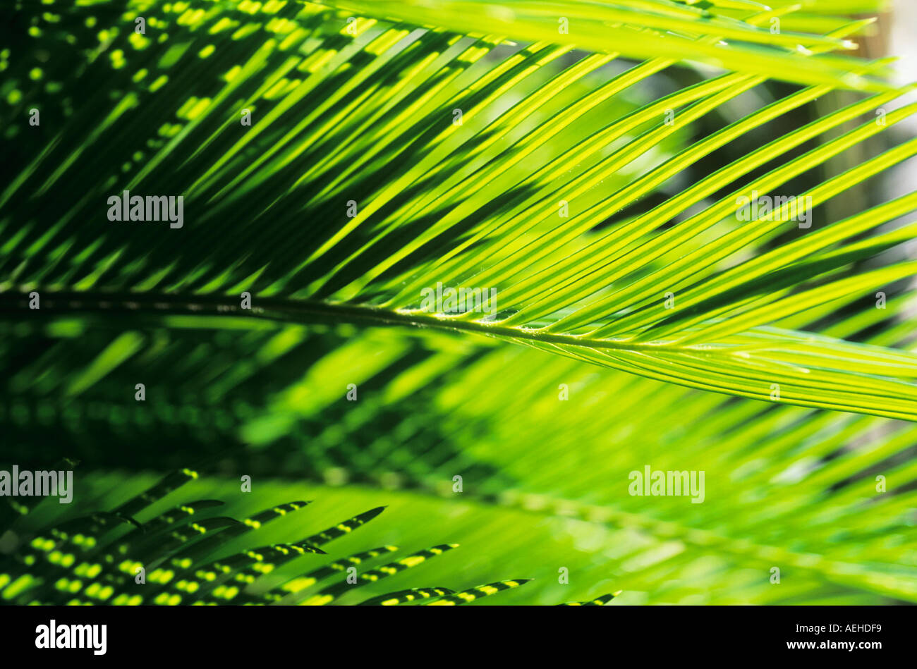 L'image graphique de soleil nature plante verte feuilles de palmier. Banque D'Images