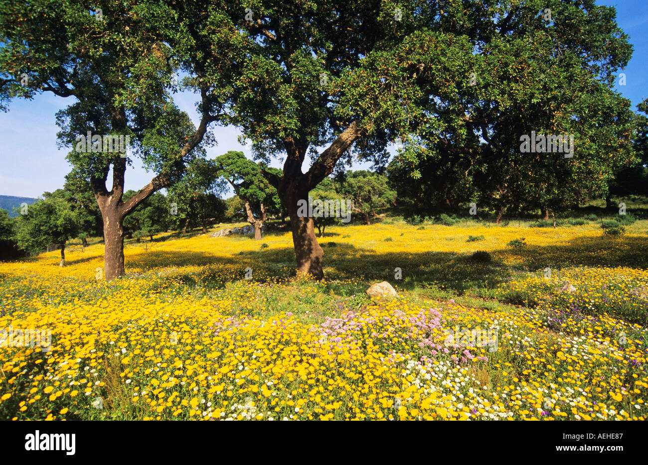 Jaune Campagne fleurs sauvages et arbres de chêne-liège, Andalousie, espagne. Banque D'Images