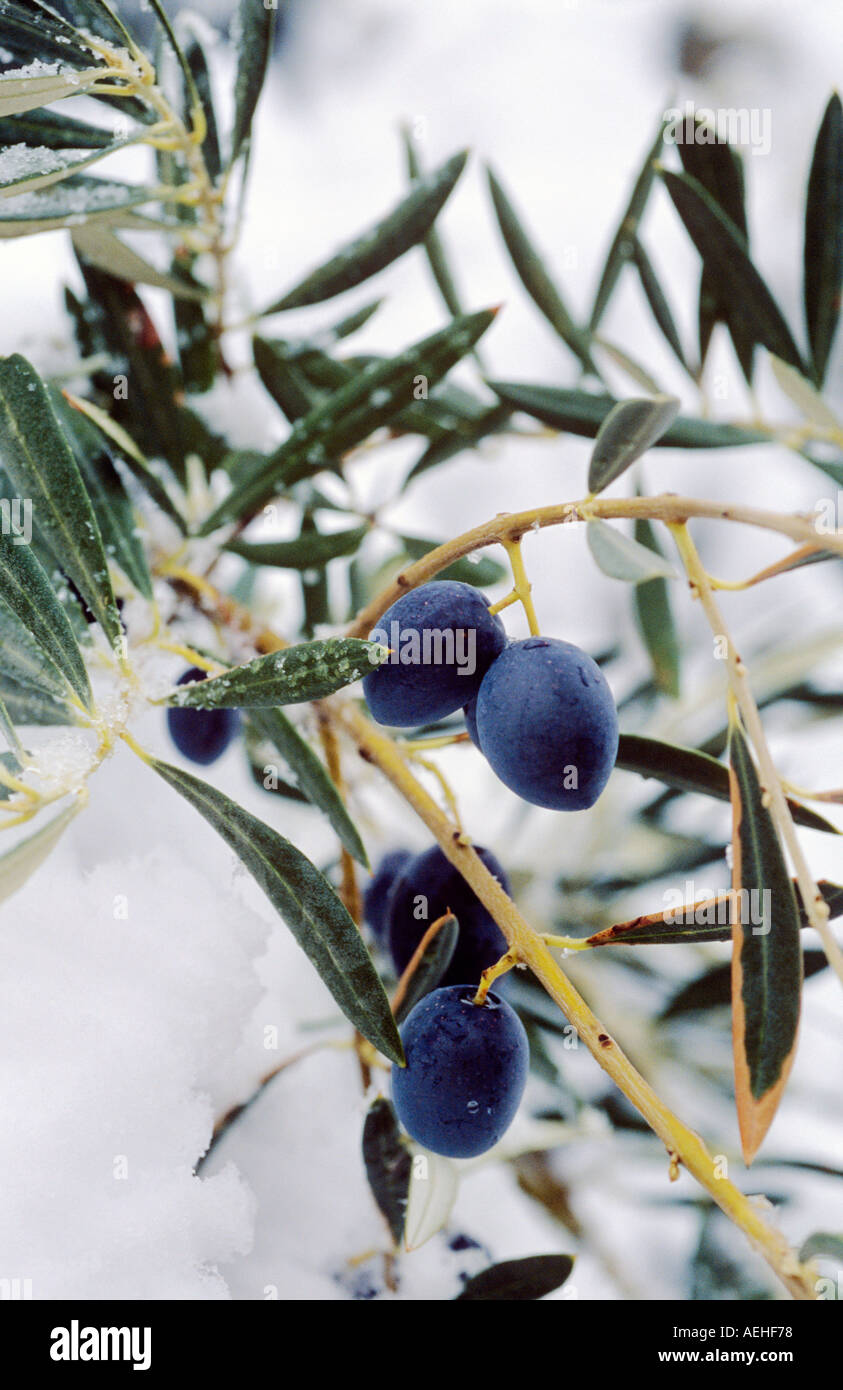 Branche d'olivier avec neige, Andalousie, Espagne Banque D'Images