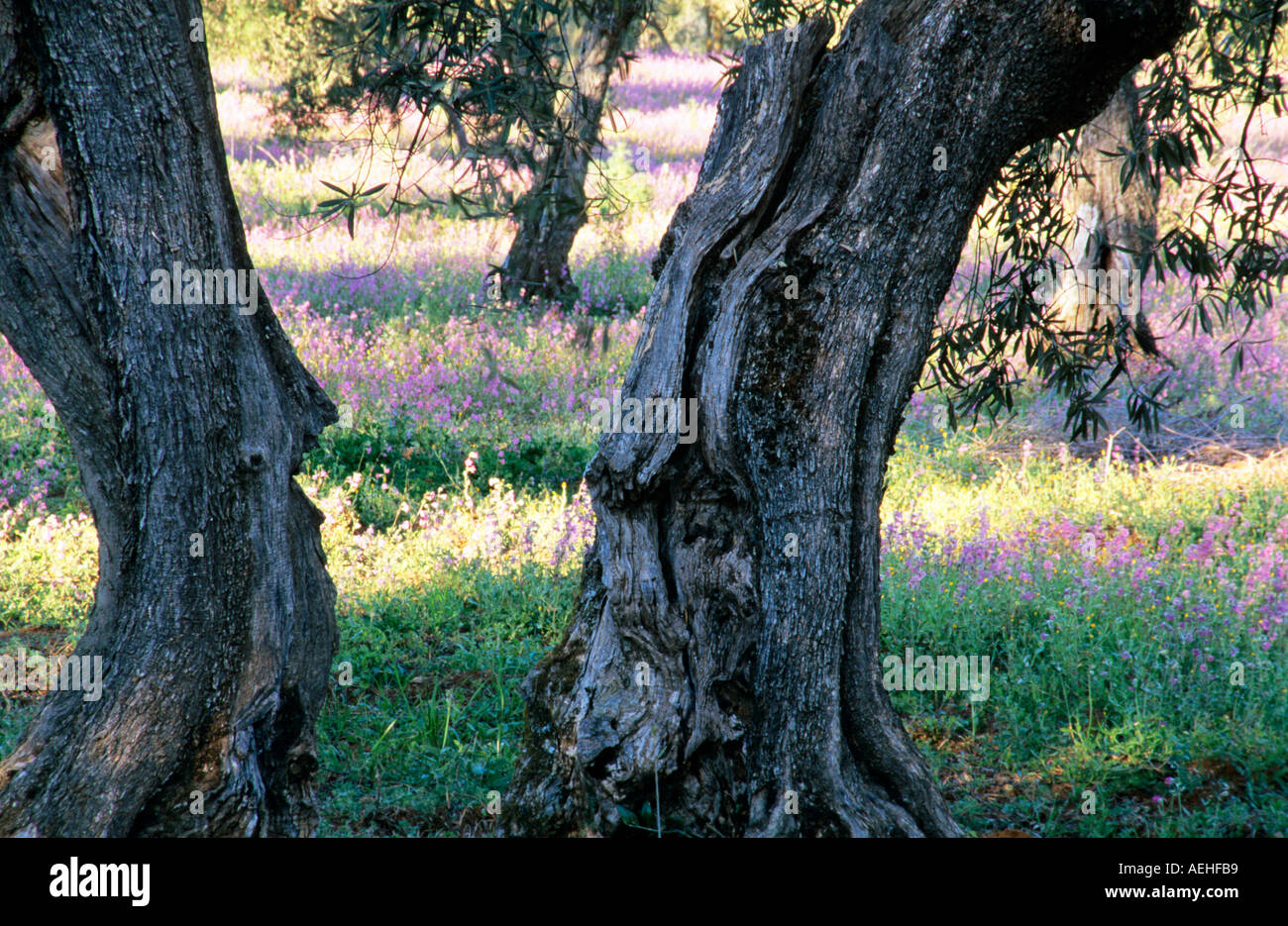 D'oliviers et de fleurs sauvages, Andalousie Espagne. Banque D'Images