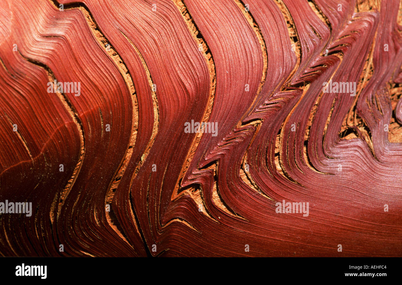 Écorce de palmier. Tons chauds rouges et marron, image abstraite. Banque D'Images