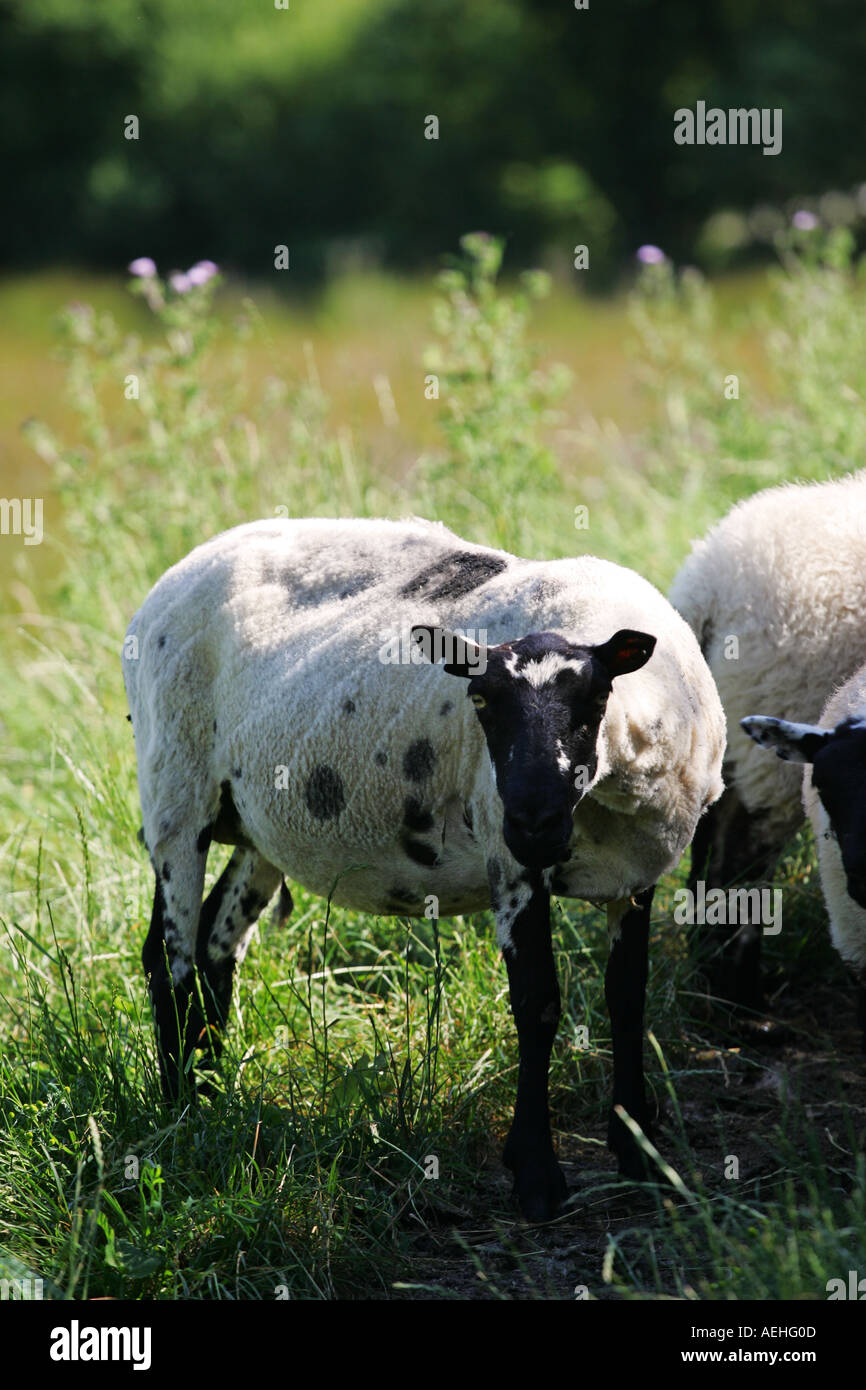 Un simple curieux à la recherche des moutons blancs et noirs se distingue du troupeau sur une verdure luxuriante vallée galloise en Grande-Bretagne GB Mid Wales Banque D'Images