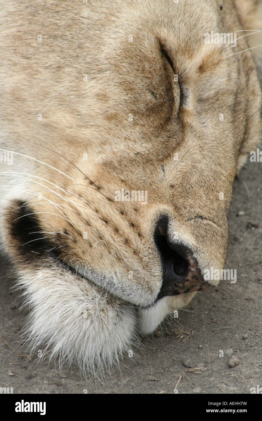 Lionne dormant dans le cratère du Ngorongoro, l'aire de conservation de Ngorongoro, en Tanzanie, Afrique de l'Est Banque D'Images