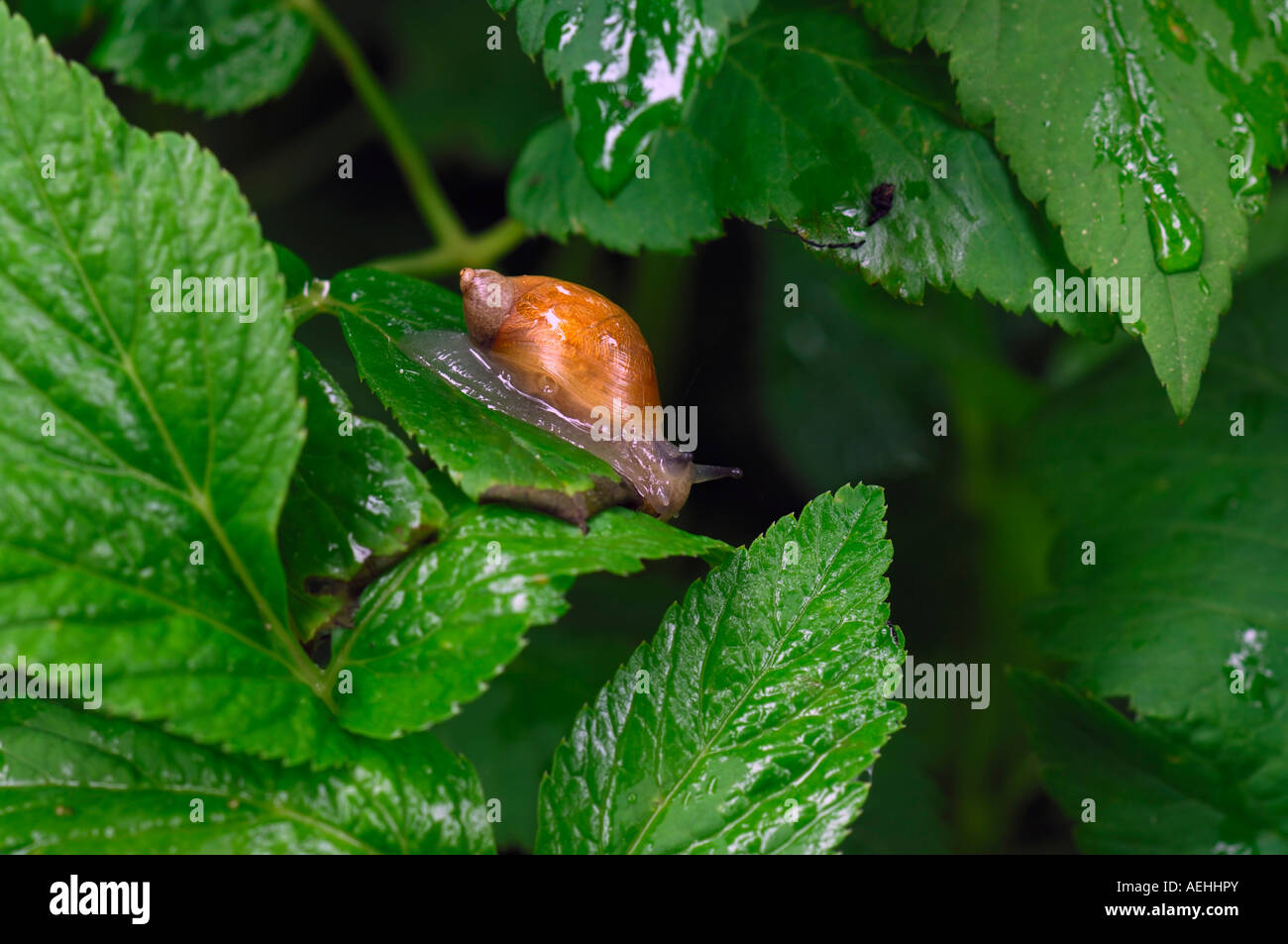 Escargot sur des feuilles humides Banque D'Images