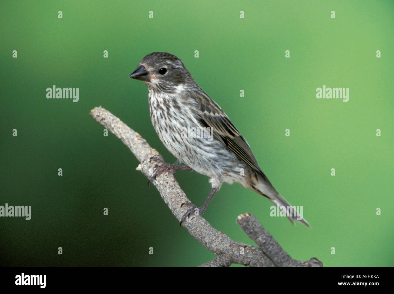 Roselin de Cassin Banque D'Images