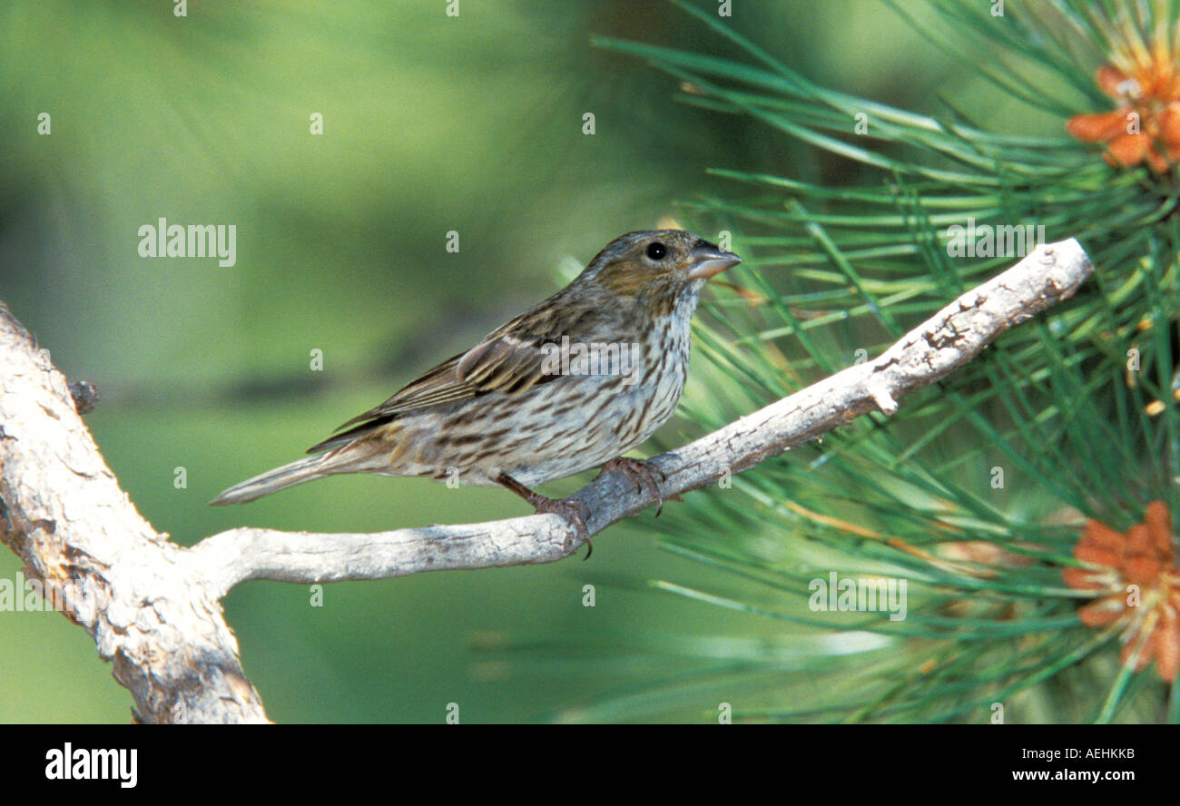 Roselin de Cassin Banque D'Images