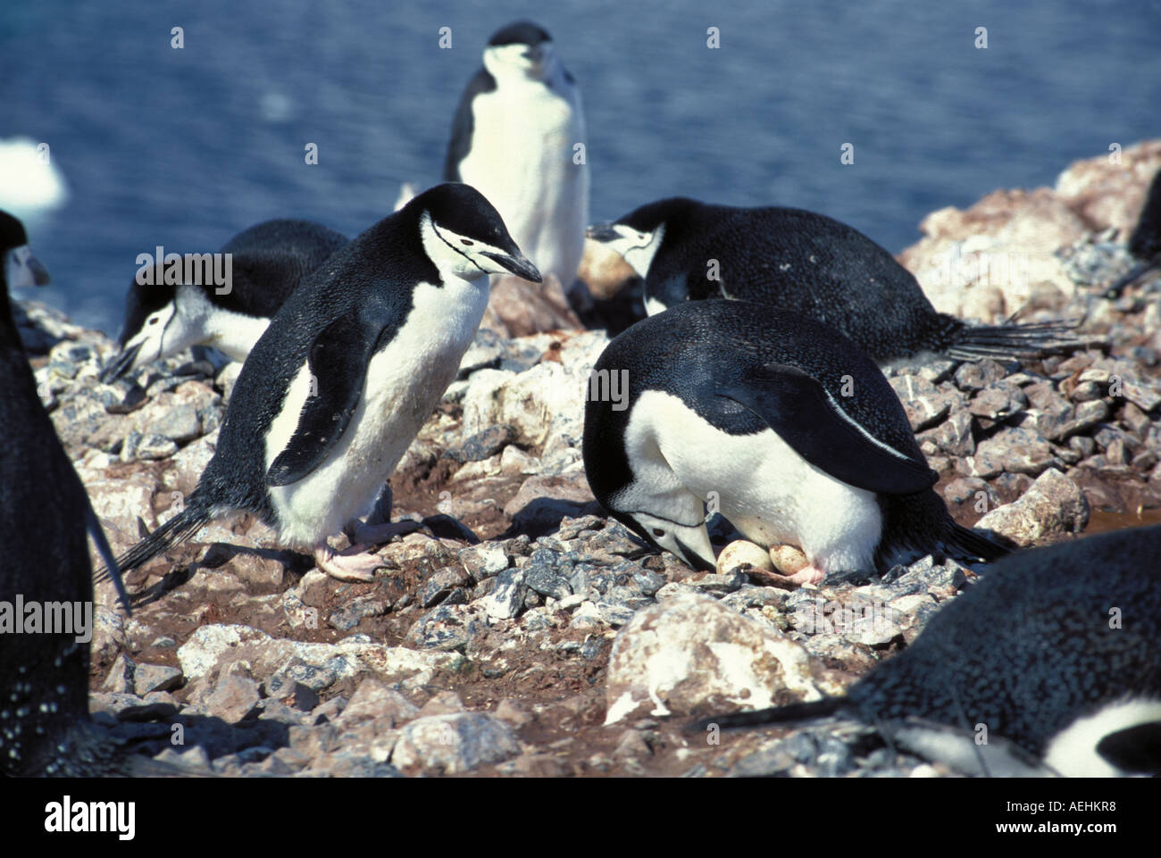 Manchot à jugulaire Banque D'Images