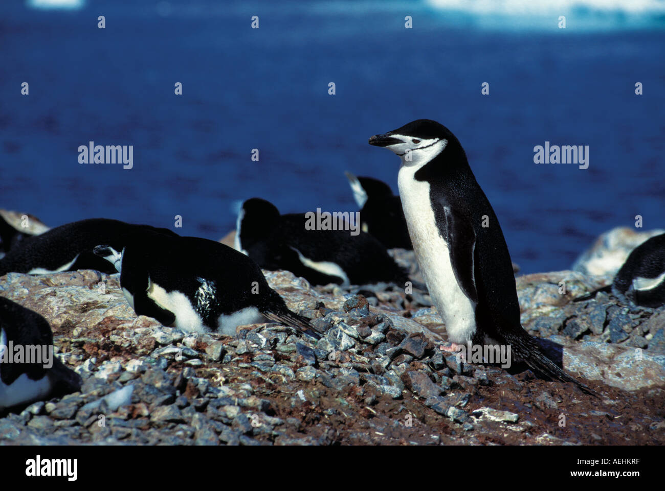 Manchot à jugulaire Banque D'Images