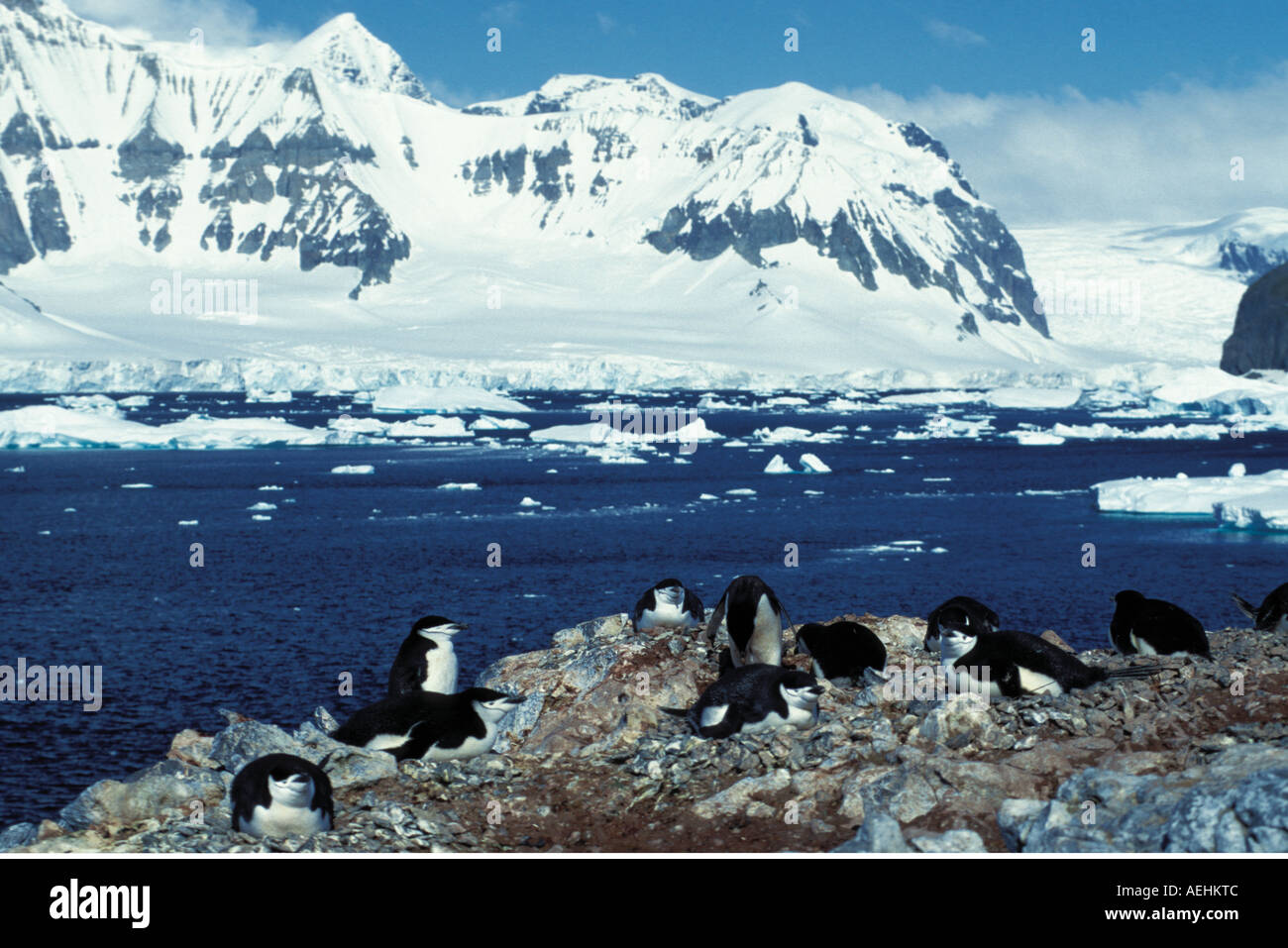 Manchot à jugulaire Banque D'Images