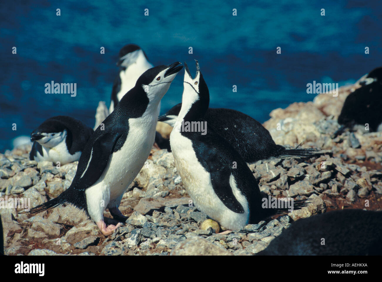 Manchot à jugulaire Banque D'Images