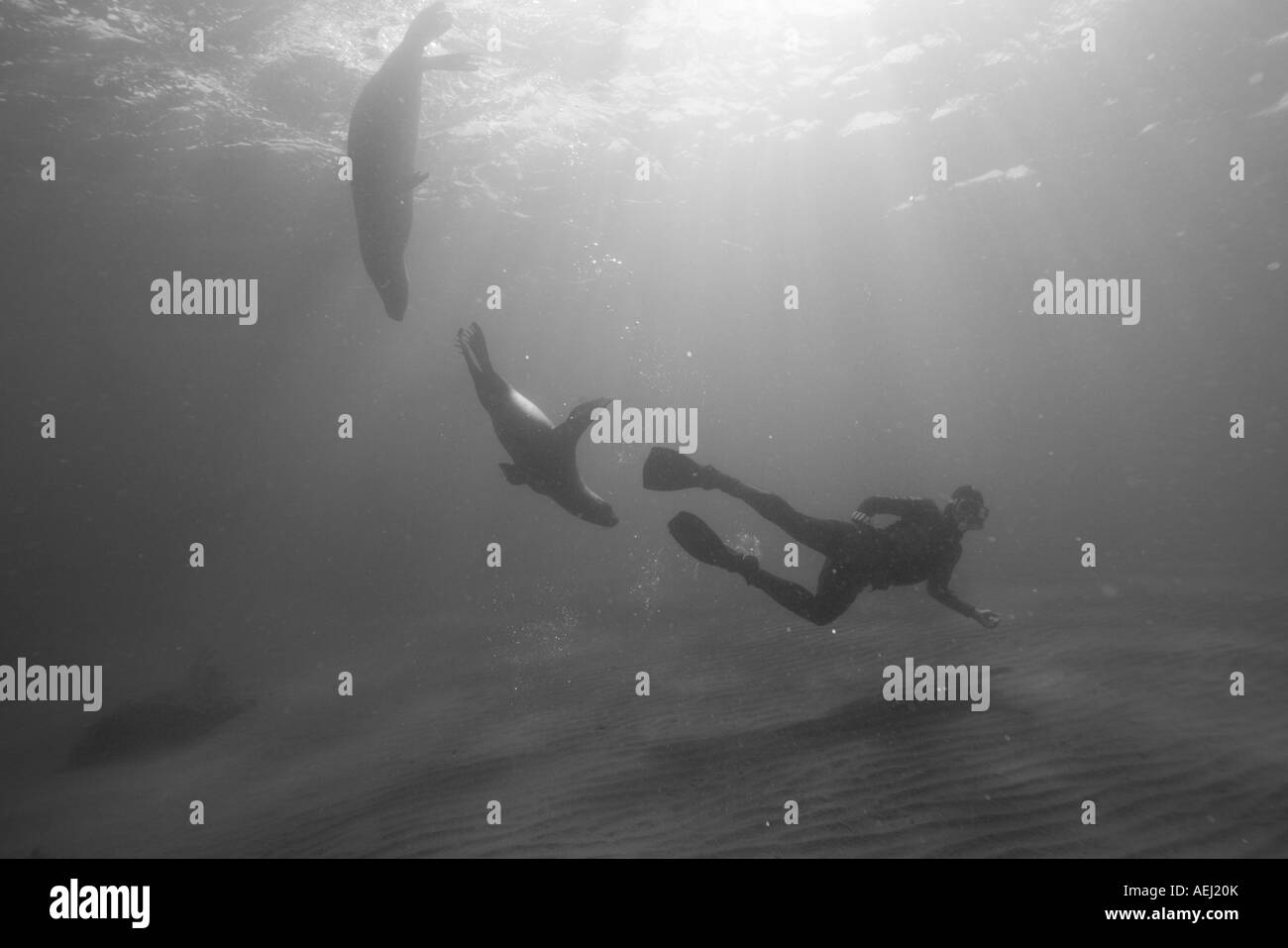 L'Argentine de la Province de Chubut Puerto Piramedes sous-vue de snorkeler nager avec des lions de mer du Sud Banque D'Images