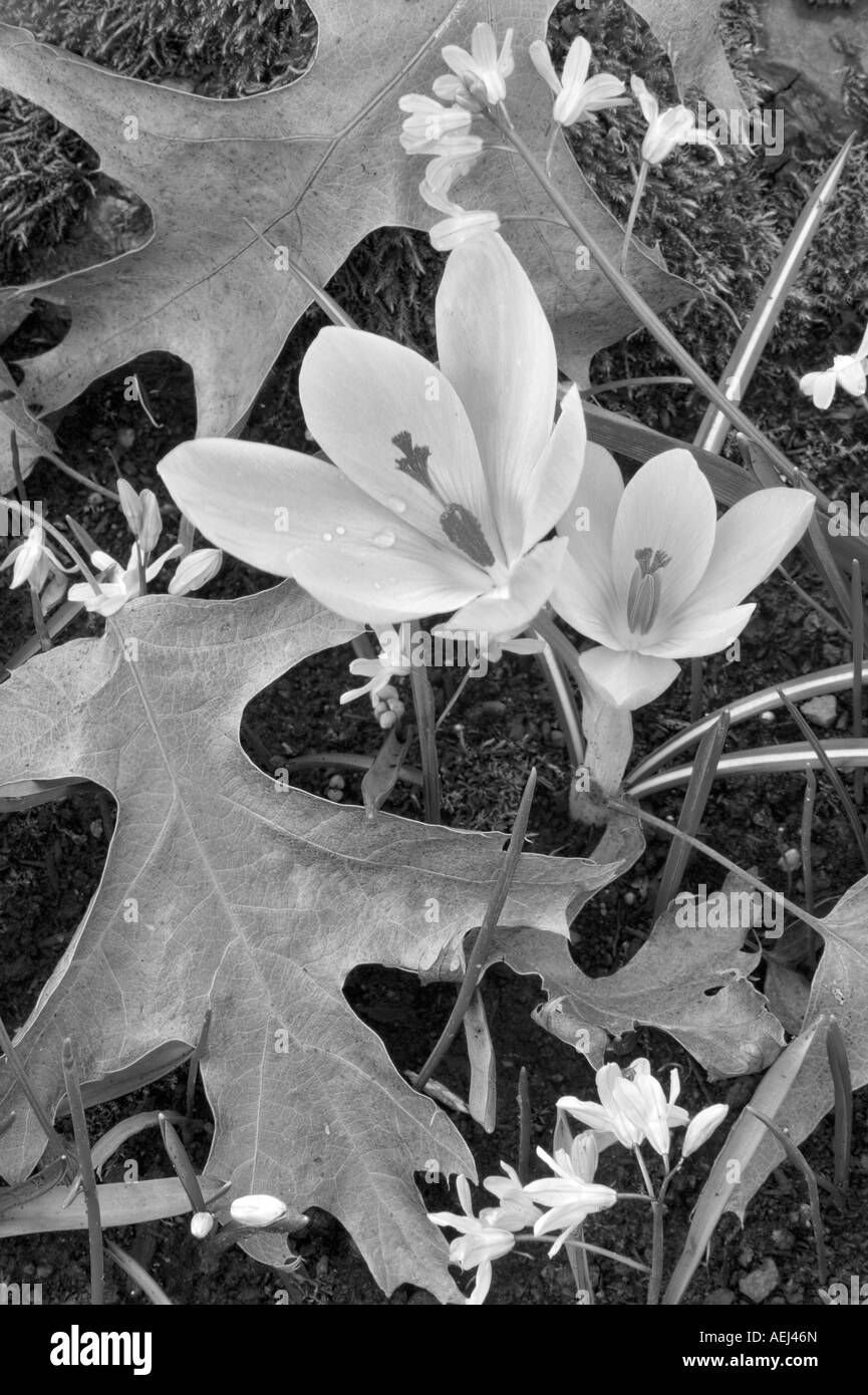 Crocus à l'automne les feuilles de chêne Banque D'Images Crocus à l'automne les feuilles de chêne Banque D'Images