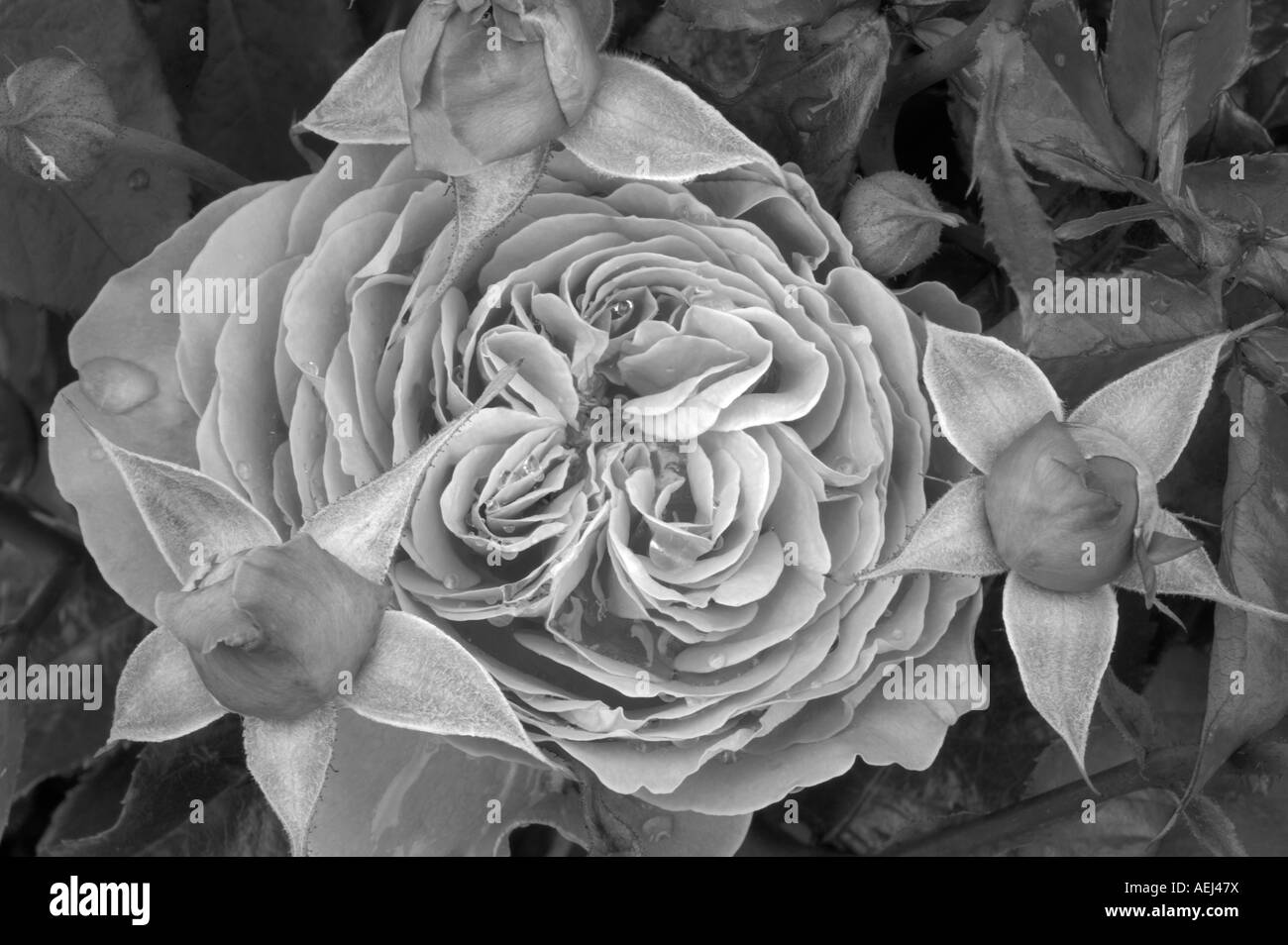 L'abondance rose rose avec reservoir de Heirloom Gardens Florida Banque D'Images L'abondance rose rose avec reservoir de Heirloom Gardens Florida Banque D'Images