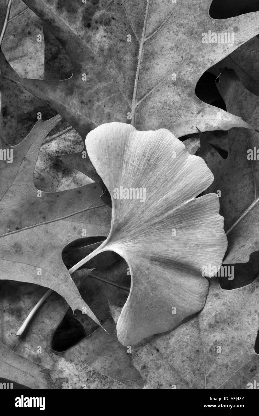 Couleur automne feuille Ginko et feuilles de chêne Wilsonville Oregon Banque D'Images