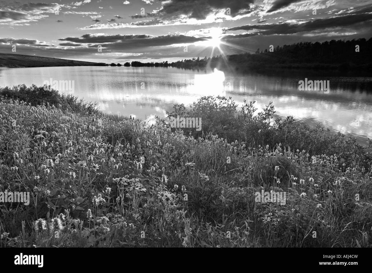 Poisson du lac avec des fleurs sauvages et coucher du soleil de montagne Steens Oregon Banque D'Images