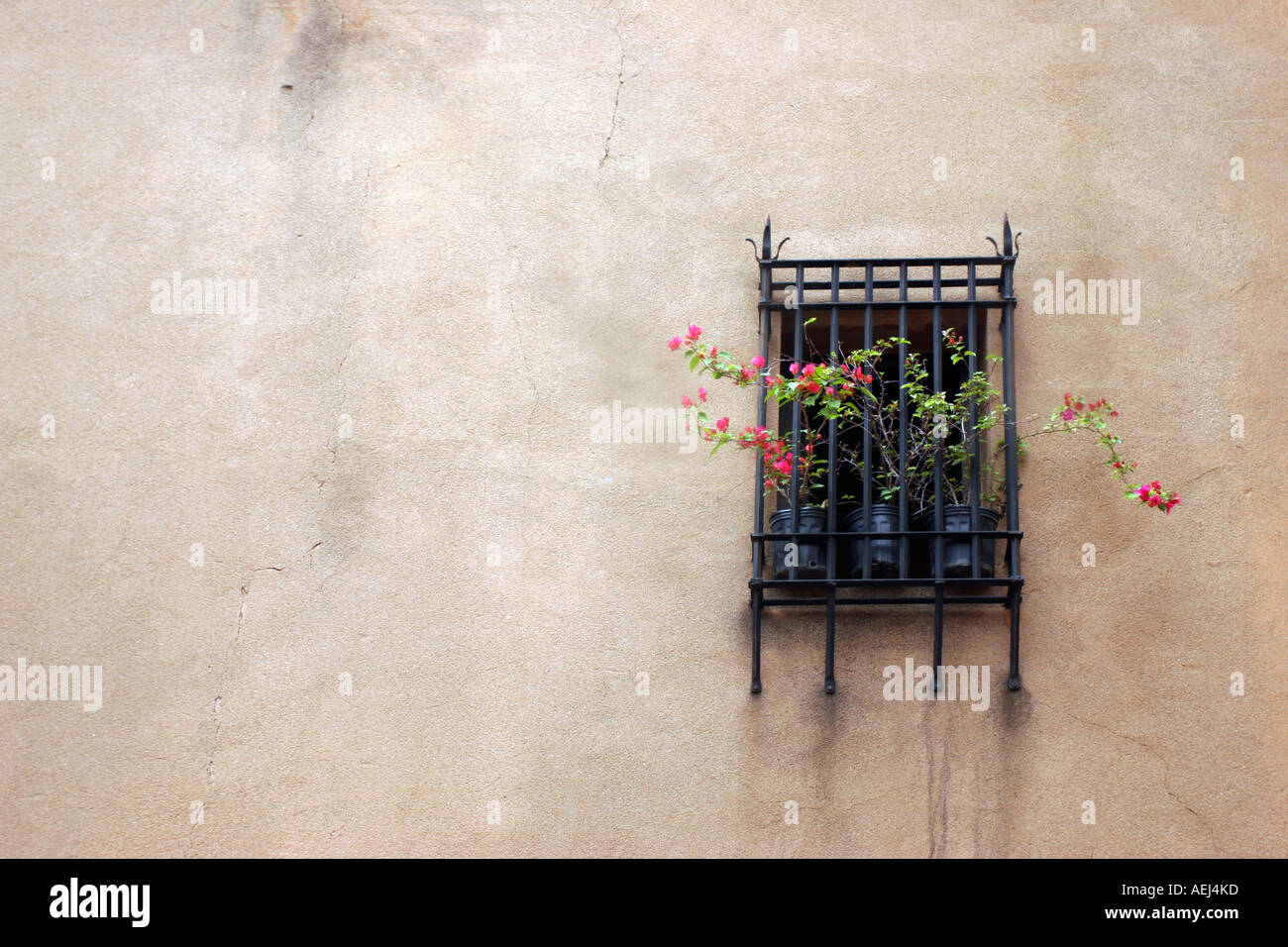 Une fenêtre râpé avec quelques fleurs roses sortir de là sur un mur coloré dans une maison coloniale de Santo Domingo République dominicaine Rep Banque D'Images