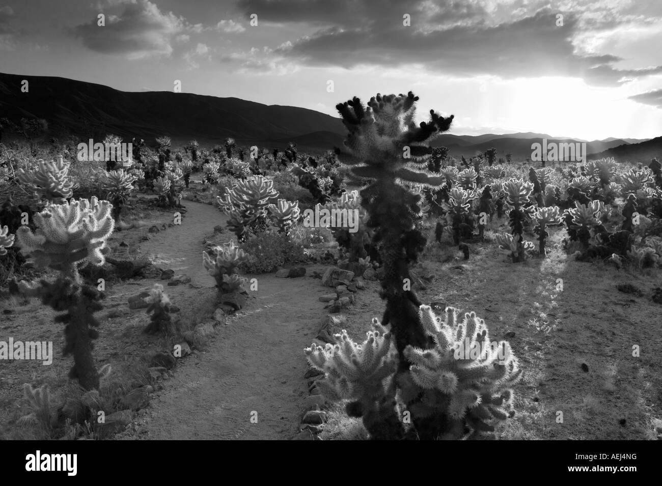 Cholla cactus Cholla au coucher du soleil dans le jardin de Joshua Tree National Park en Californie Banque D'Images