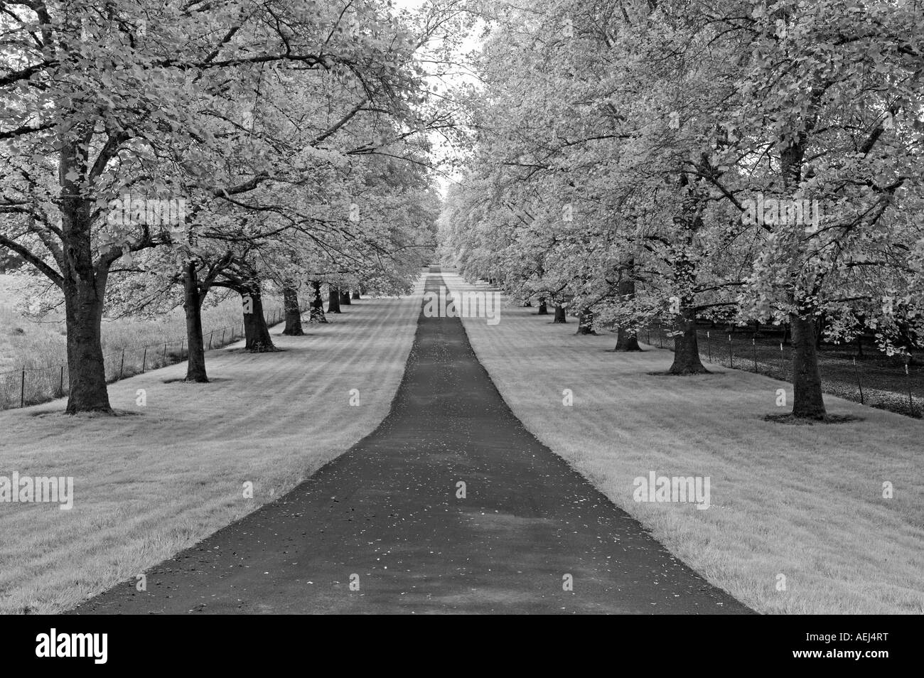 Allée bordée d'arbres d'érable Banque D'Images Allée bordée d'arbres d'érable Banque D'Images