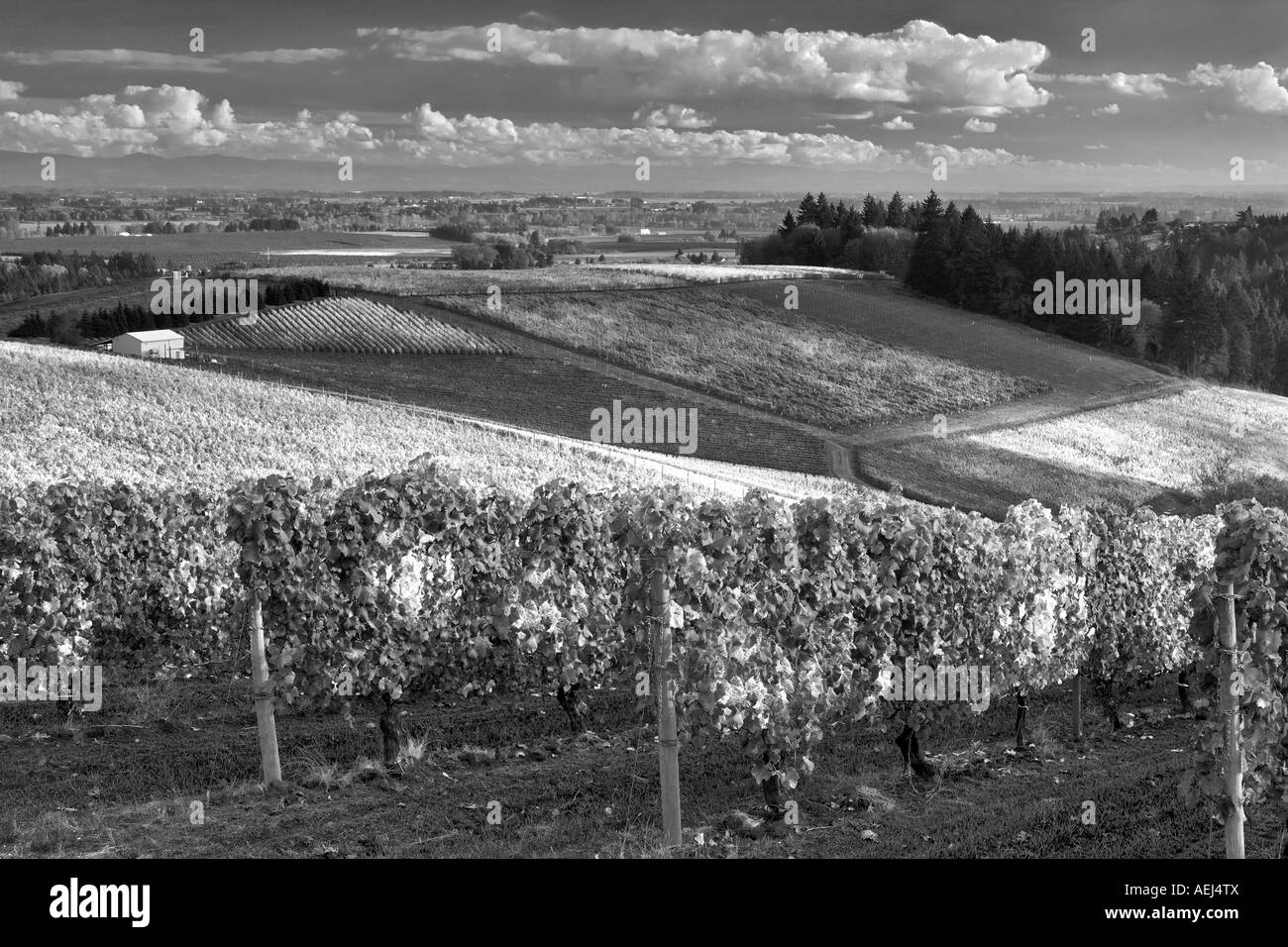 Erath vignobles avec la couleur de l'automne près de Oregon Dundee Banque D'Images Erath vignobles avec la couleur de l'automne près de Oregon Dundee Banque D'Images