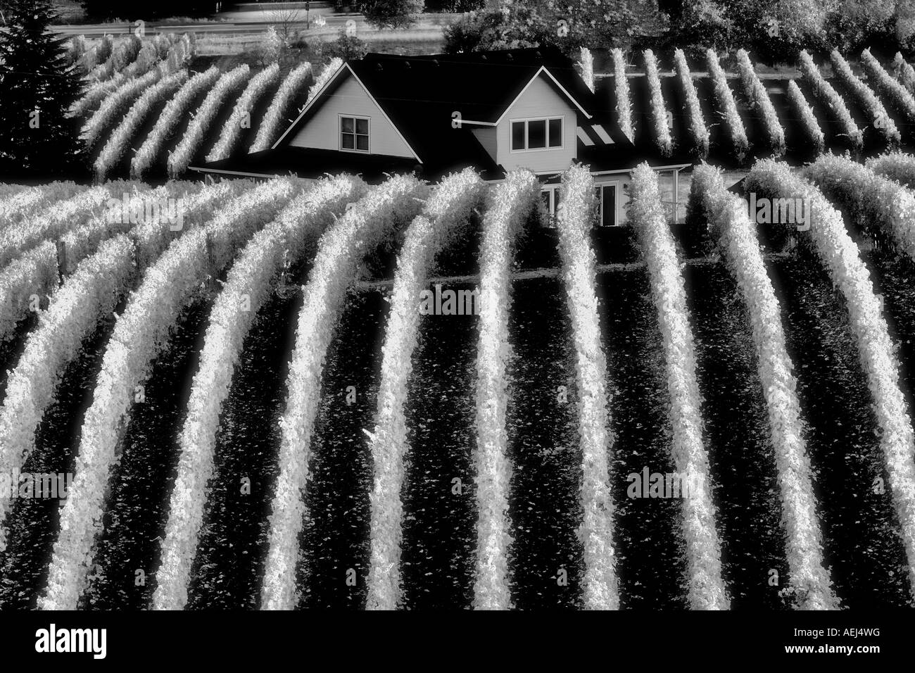 Sokol Blosser vignobles dans la couleur de l'automne et maison du haut Missouri Banque D'Images Sokol Blosser vignobles dans la couleur de l'automne et maison du haut Missouri Banque D'Images
