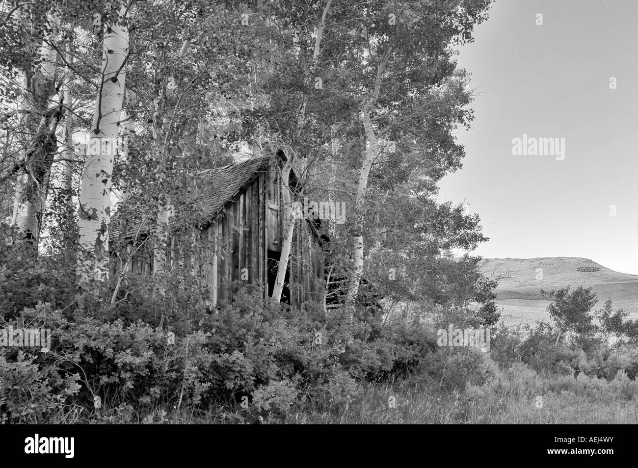 Historique ancienne cabine avec tremble près de Denio Nevada Banque D'Images