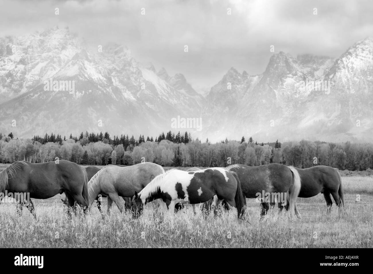 Chevaux La couleur de l'automne et Teton Mountains dans la tempête Teton National Park Wyoming Banque D'Images