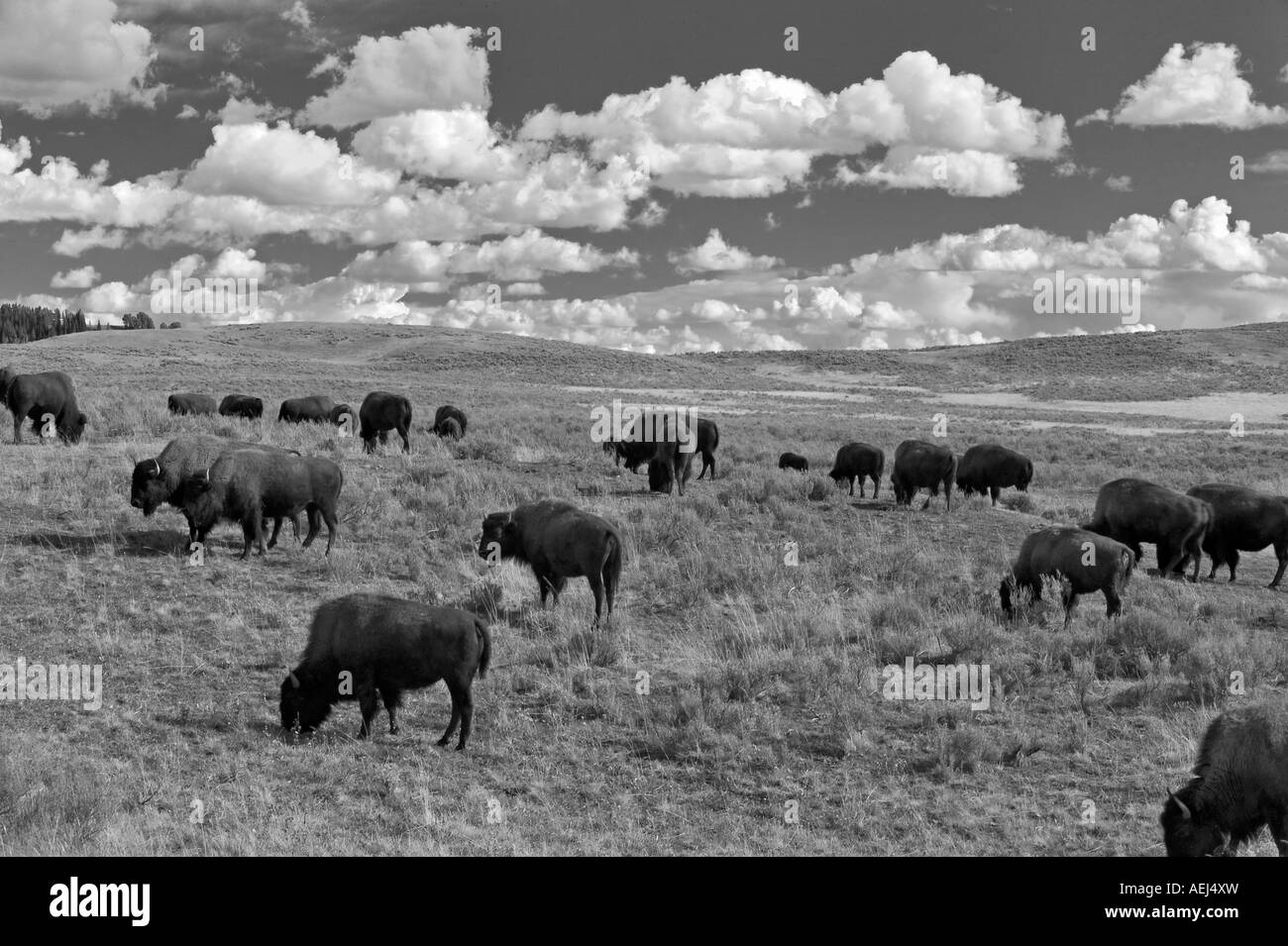 Buffalo et nuages Parc National de Yellowstone au Wyoming Banque D'Images Buffalo et nuages Parc National de Yellowstone au Wyoming Banque D'Images