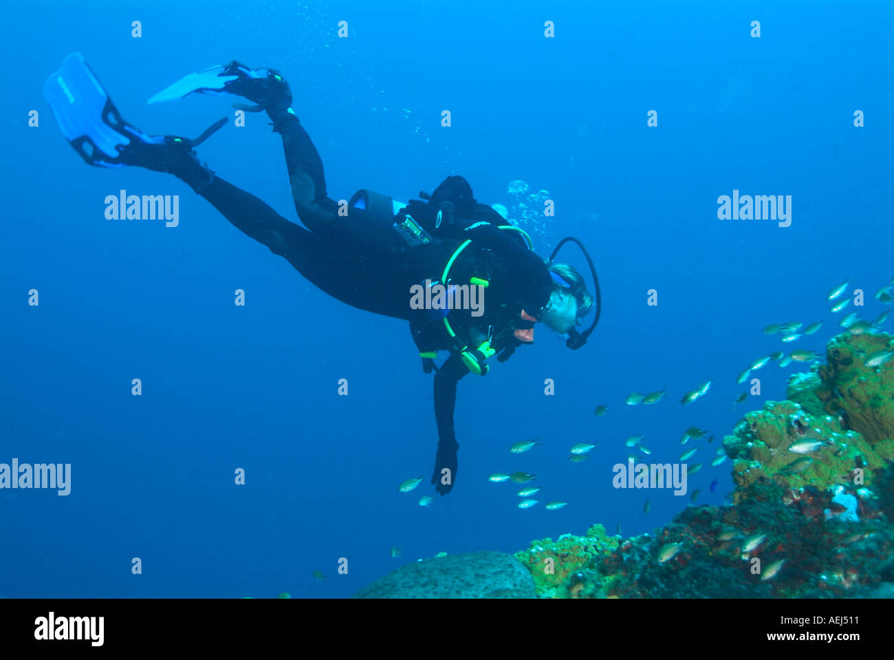 Un plongeur en Stetson bank dans le golfe du Mexique au large de New York Banque D'Images