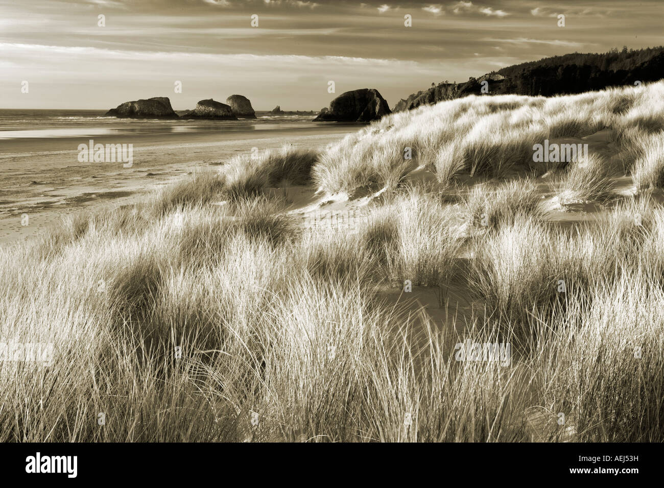 L'herbe des dunes et mer volcanique Cannon Beach Oregon piles Banque D'Images