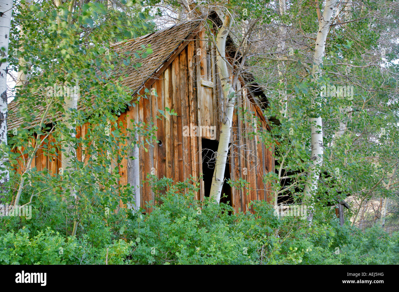 Historique ancienne cabine avec tremble près de Denio Nevada Banque D'Images