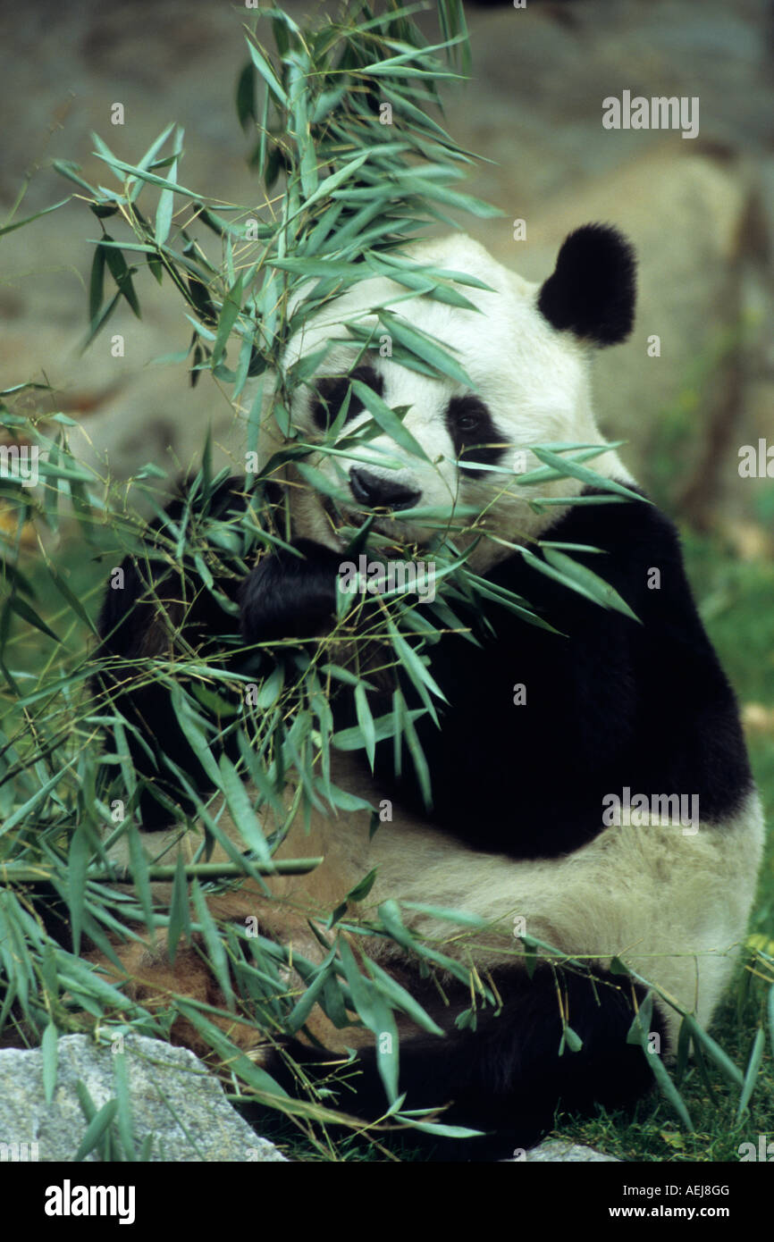 Panda géant (Ailuropoda melanoleuca) Banque D'Images