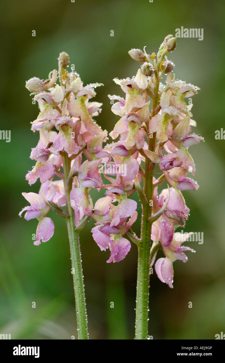 Hybride entre Early Purple Orchid (Orchis mascula) et pâle fleur Orchid (Orchis pallens) avec dewdrops Banque D'Images