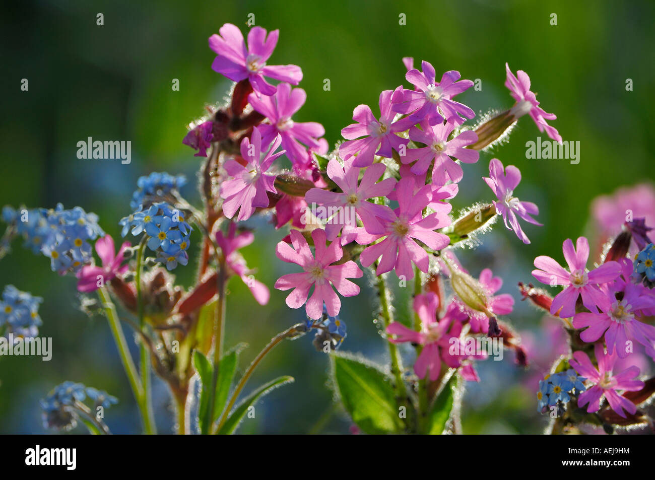 Bois forget-me-not (Myosotis sylvatica) et rouge(campion Silene dioica), lumière arrière Banque D'Images