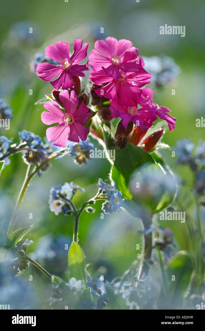 Bois forget-me-not (Myosotis sylvatica) et rouge(campion Silene dioica), lumière arrière Banque D'Images