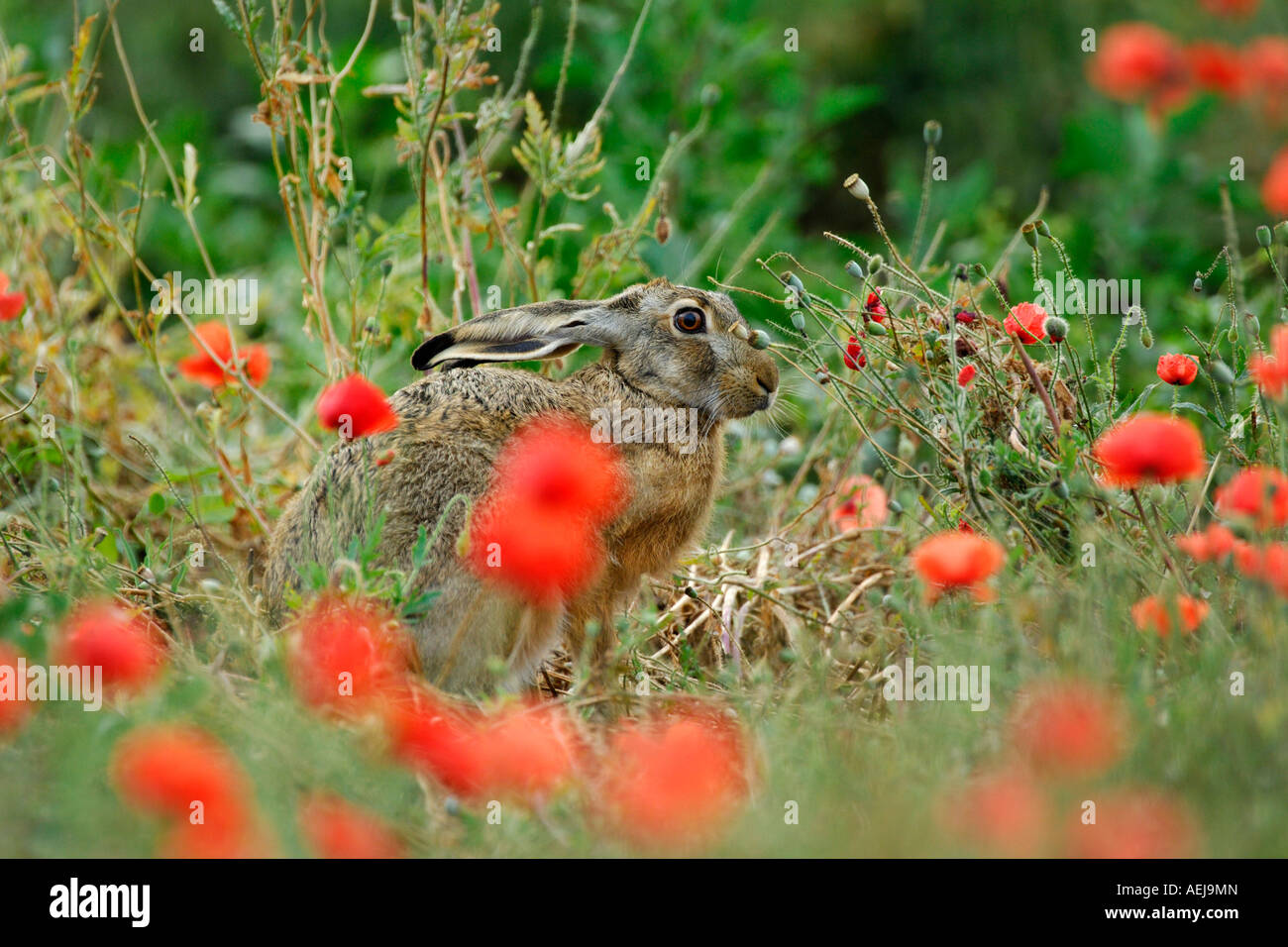 Lièvre brun (Lepus europaeus) dans un champ de pavot (Papaver rhoeas) Banque D'Images