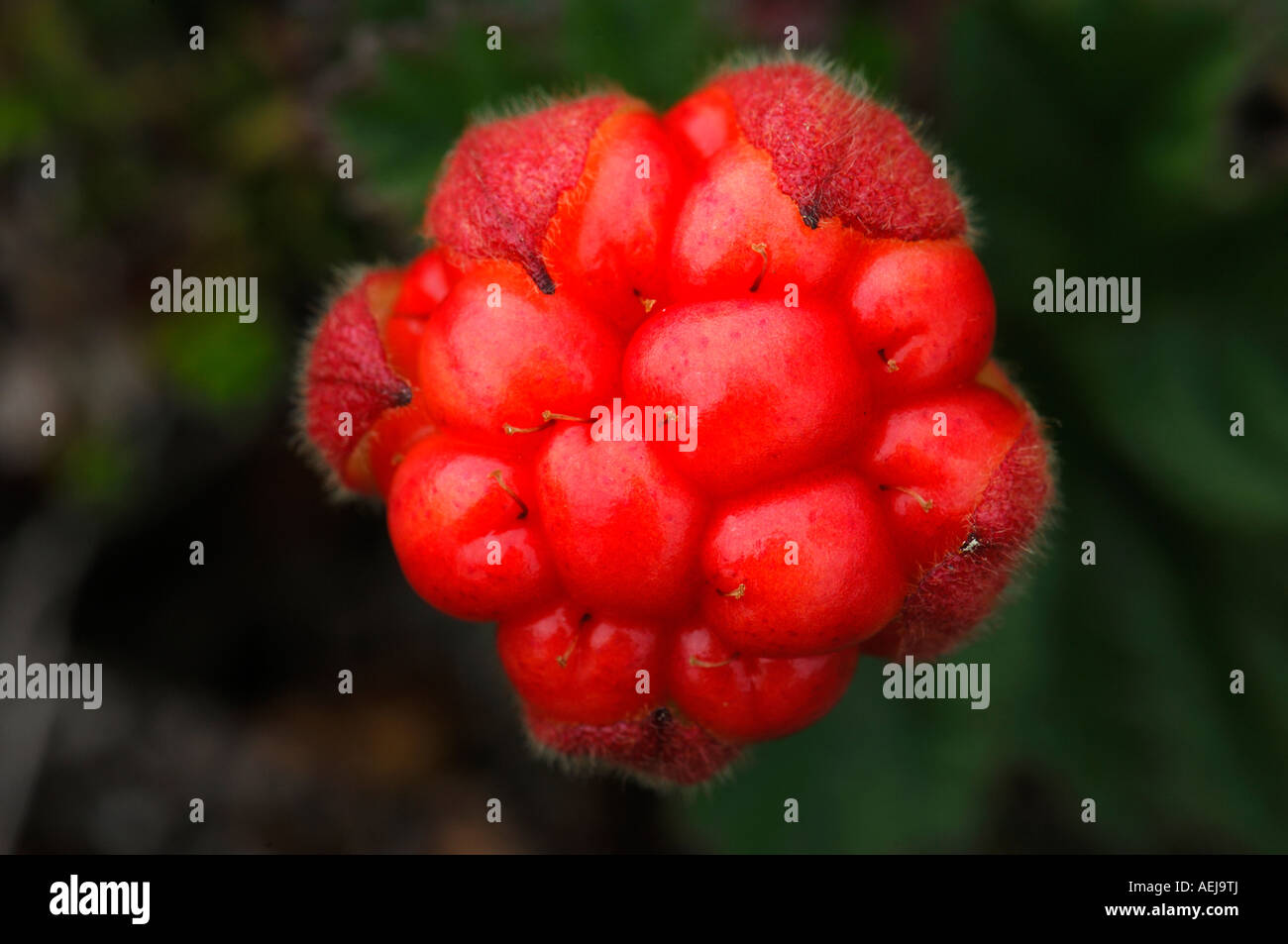 Plaquebière (Rubus chamaemorus) Banque D'Images